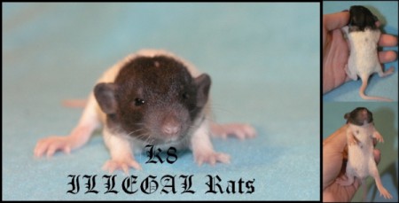 Krull ILLEGAL Rats (K8)